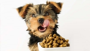 market-pet-food